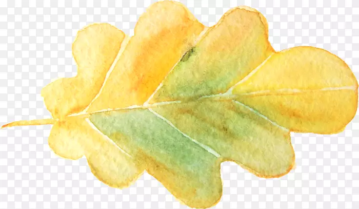 ˮ�ʻ�Ҷ��-������