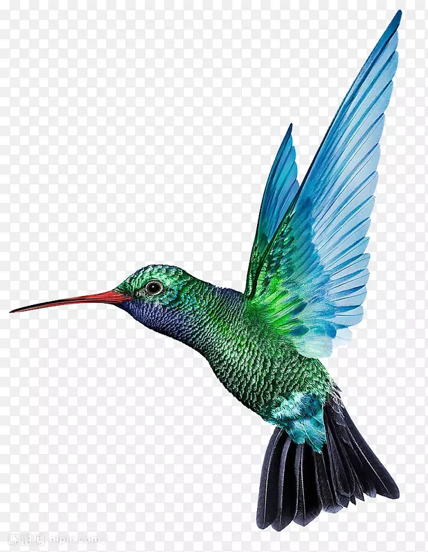 ����ķ�����ɫ���-������