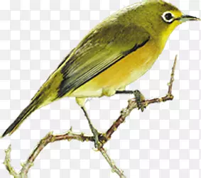 ֦ͷ�ϵ�С��-������