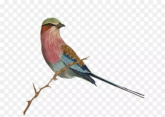 �ֻ���֦�ϵ�С��-������