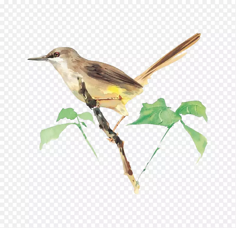 ��֦�ϵ�С��-������