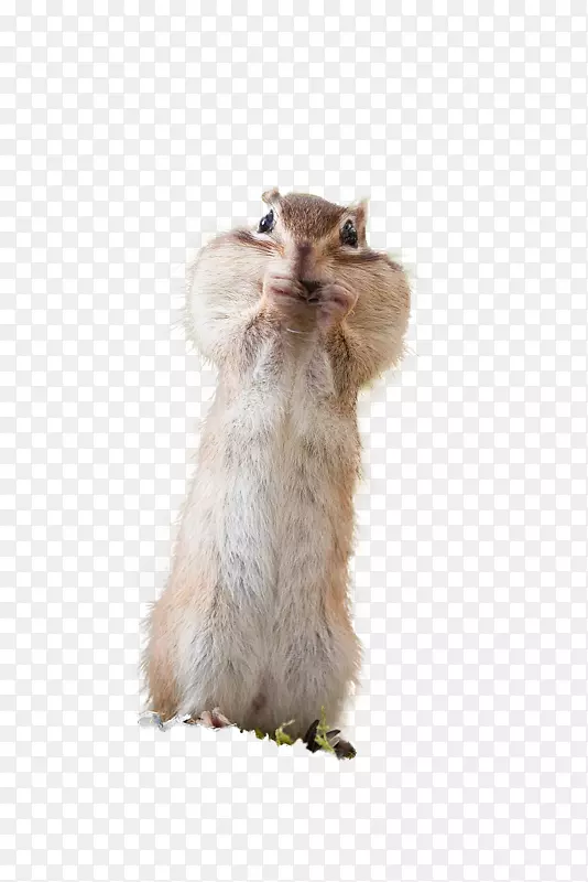 �ɰ���С����Զ���-������