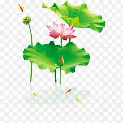 ��Ҷ�ɻ�����ز�-������