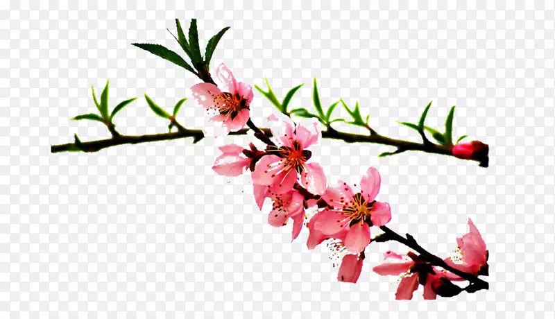 ��֧��֦�ϵĻ�ͼƬ�ز�-������