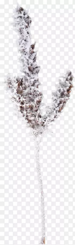 ��ѩ��֦-������