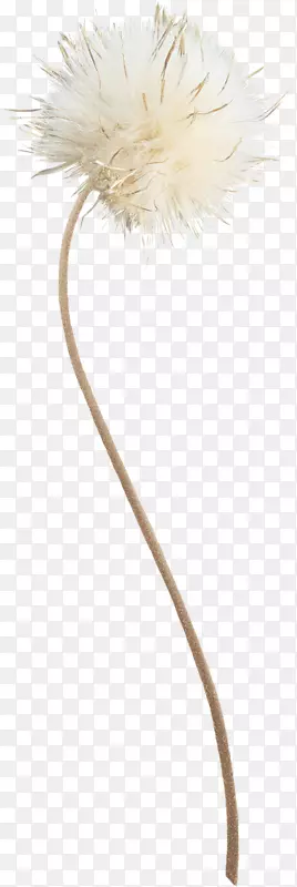 ��ɫ�ѹ�Ӣ-������