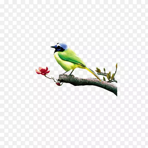 վ����֦�ϵĻ�ü��-������