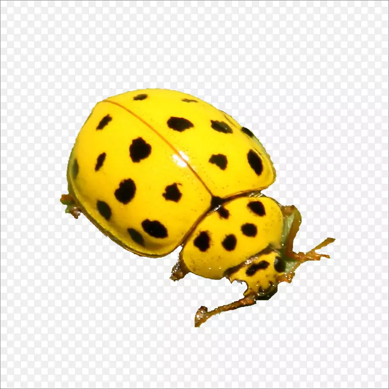 �׳�-������