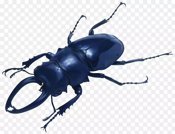 �׳�����-������