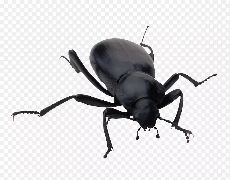 �׳��ز�-������