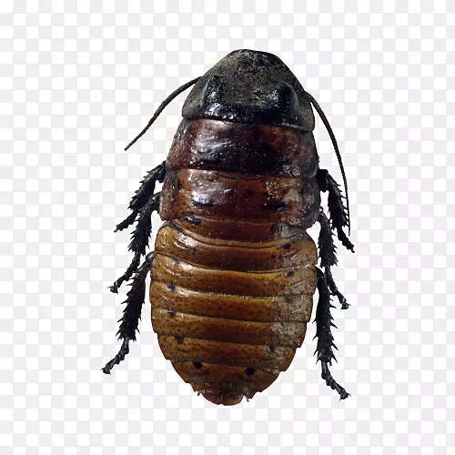 ʺ����ͼƬ-������