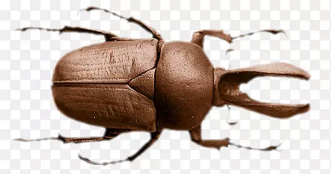 ʵ����ţ˫ǯ��-������