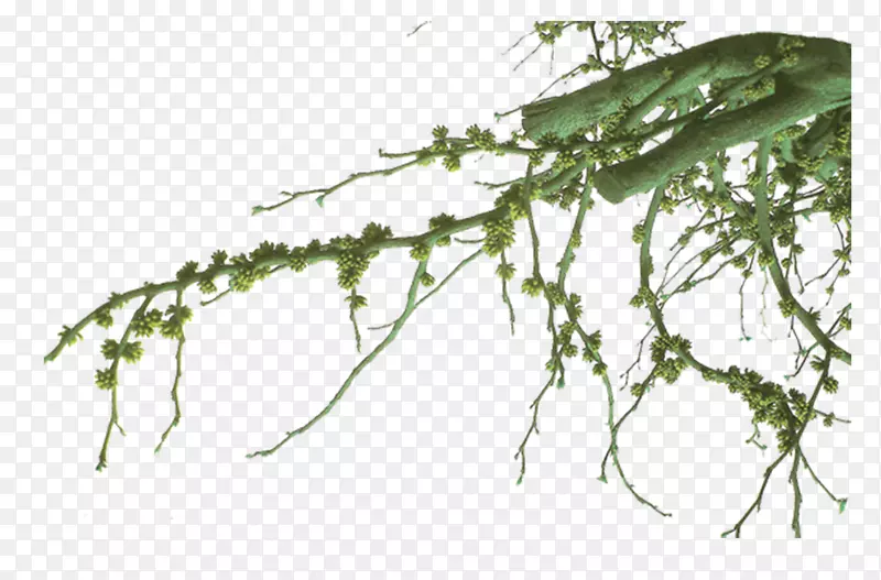 ��֦-������