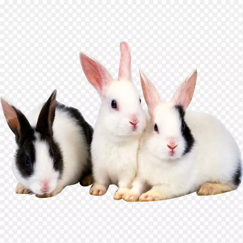 �ɰ�����ͼ-������