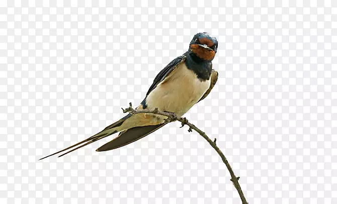 ��֦�ϵ�С�����ز�-������