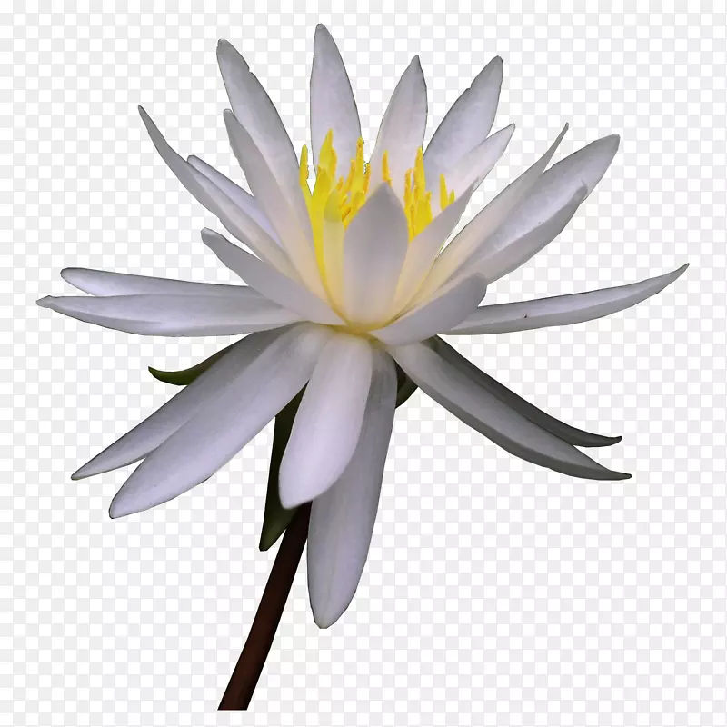 ˮ�ʻ�������ˮ�ʻ�������-����-������