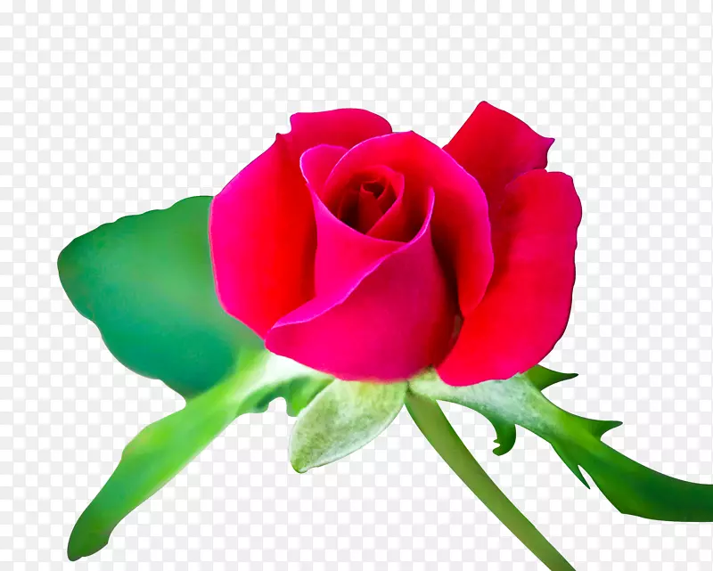 �ʻ�-�޺�İ���-������