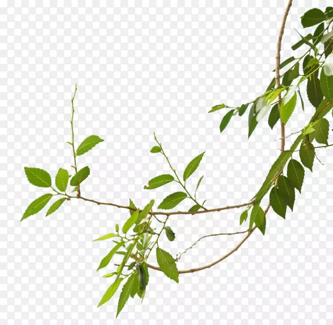 ��ɫװ����֦-������