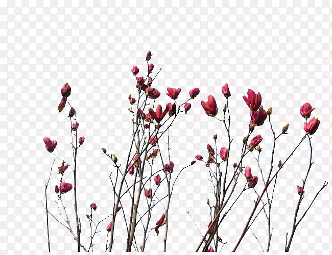 �Ϻ�ɫ����-������