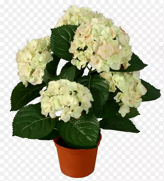 ��������ֲ��-������