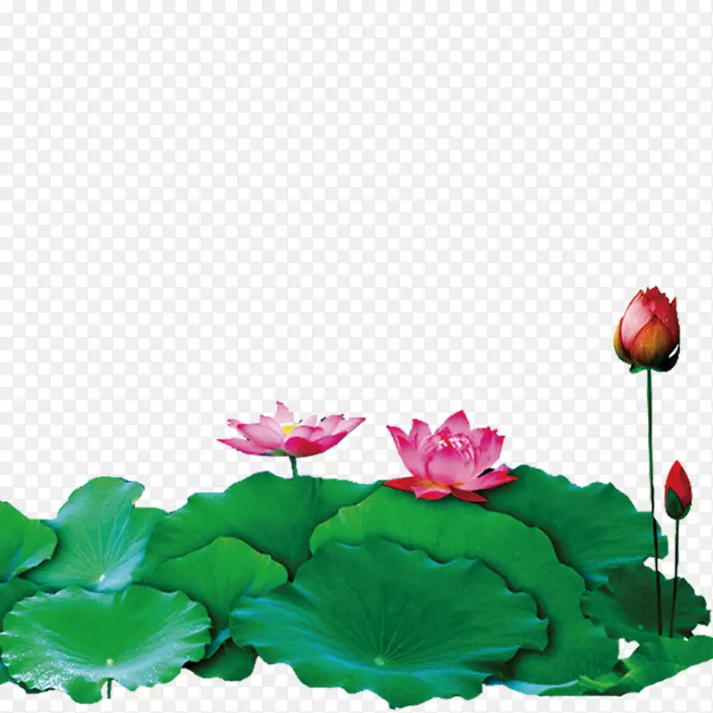 �ɻ��ز�ͼƬ-������