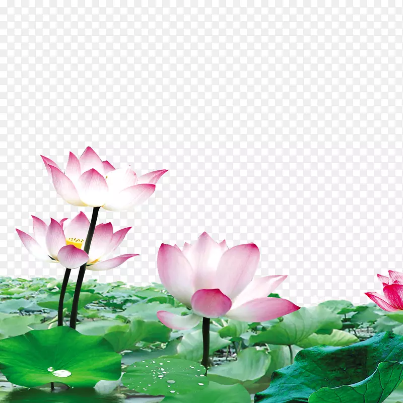 �ɻ��ز�ͼƬ-������