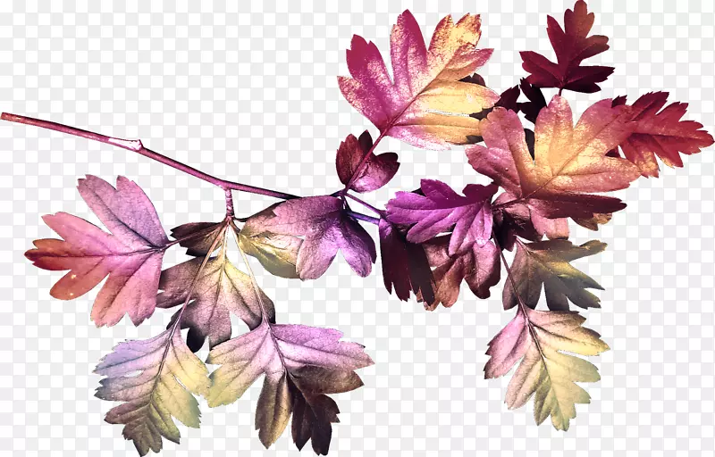 ��ɫ��Ҷ-������