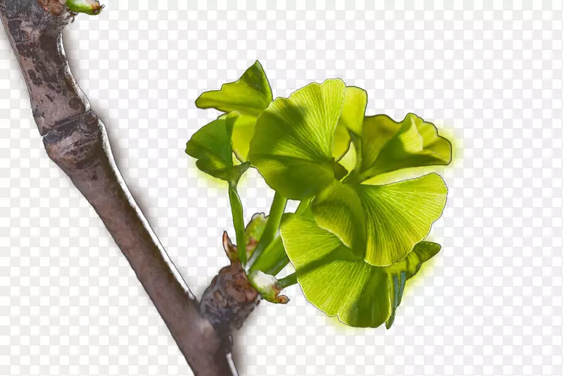 ֲ��-������