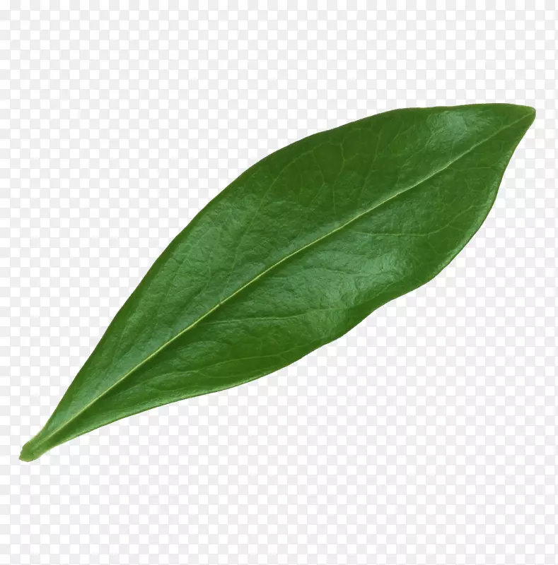 ��Ʒʵ����ɫҶ����Ҷ-������