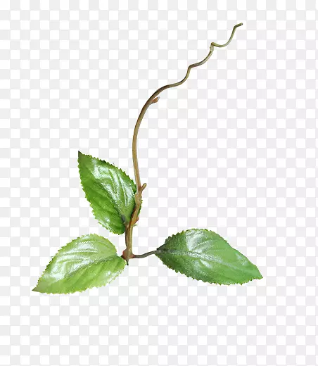 ֦ҶpngͼƬ-������