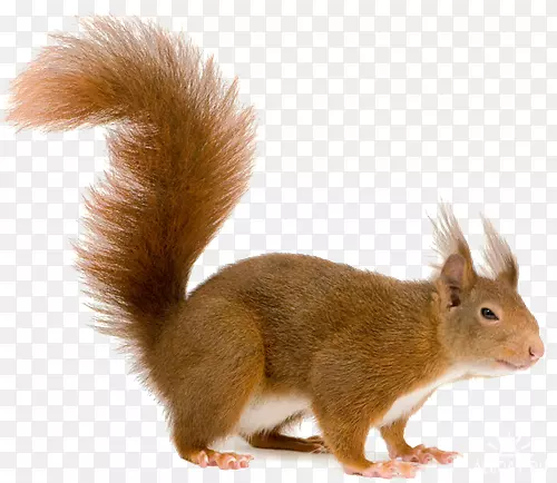 ׼����Ծ��С����-������