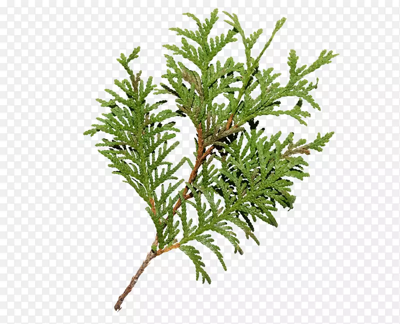 ʥ������ɫ������֦-������