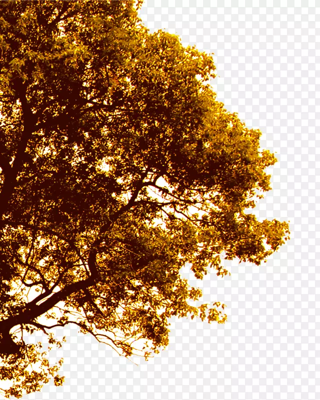 ��֦-������