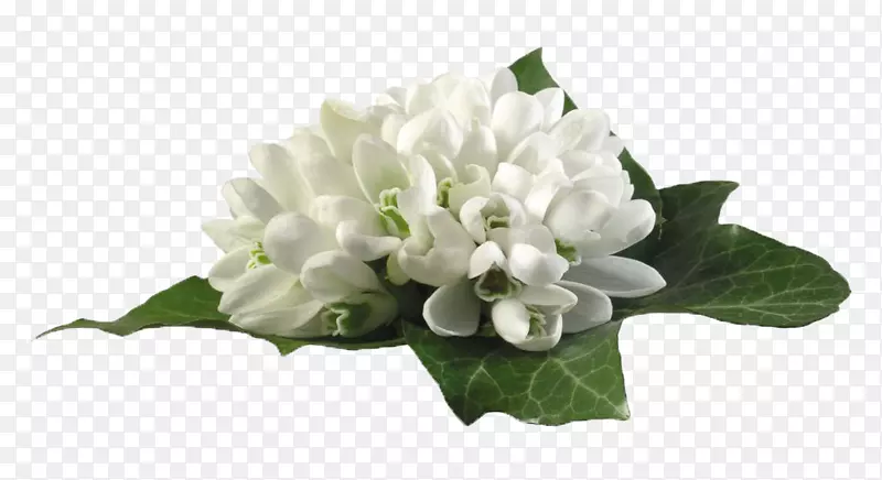 ��ɫɽ�軨-������