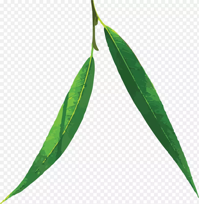 ��ͨ����Ҷװ��ͼ��-������