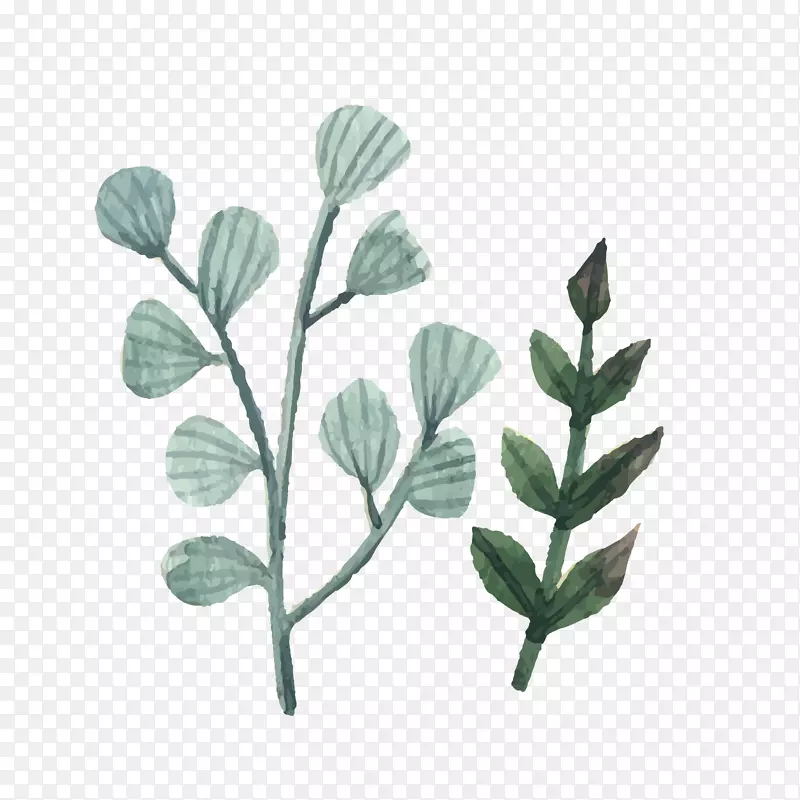 ��ͨ��ɫˮ�ʻ���֦-������