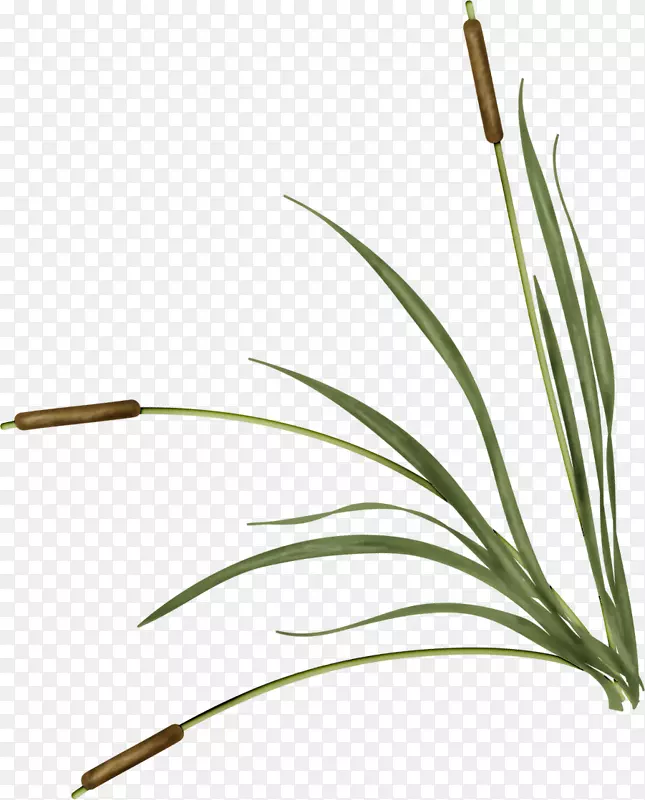 ��֦-������