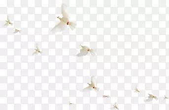 һȺ��ӰЧ����ɫ����-������