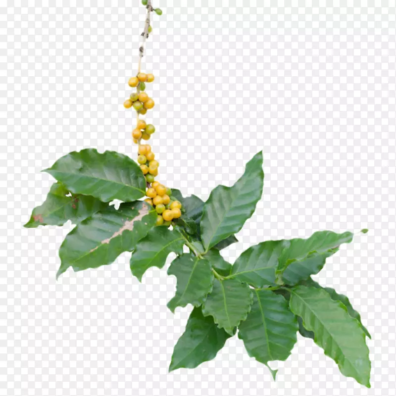 һ����ɫïʢ�Ŀ��ȹ�ʵ��-������