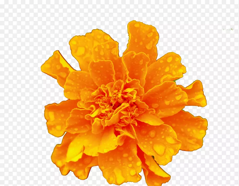 ��ɫ�ʻ�-������