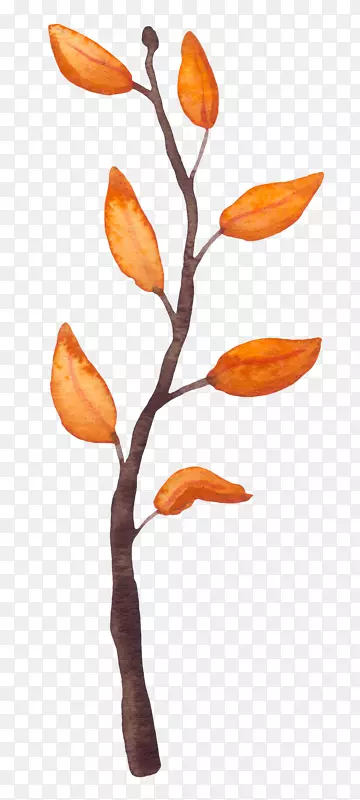 �ɰ�С����װ�κ���װ����֦-������