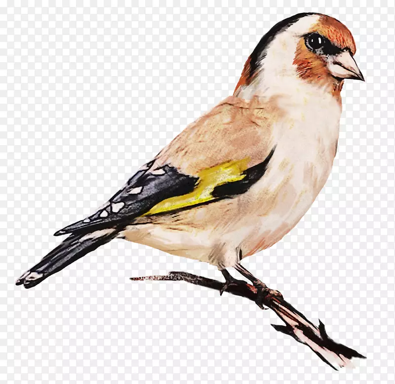 �ֻ�ˮ����֦�ϵ�С��-������