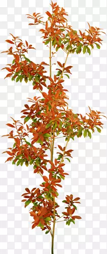 ��Ҷ���ز����-������