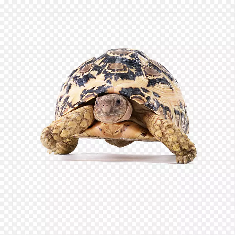 ��ͨС�ڹ궯��-������