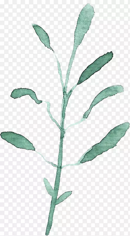 �ֻ�ˮ����Ҷ-������