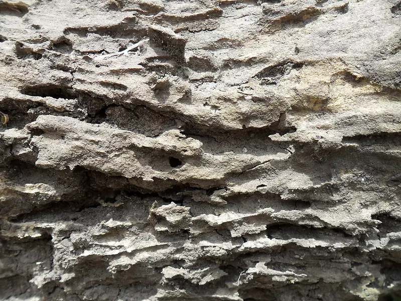 ������Ƥ��������-������