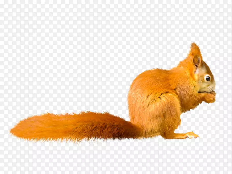 �ز� ����Ԫ�� PNG ʸ��  ����-������