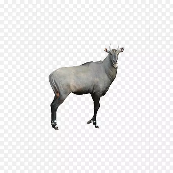 ��ë����-������