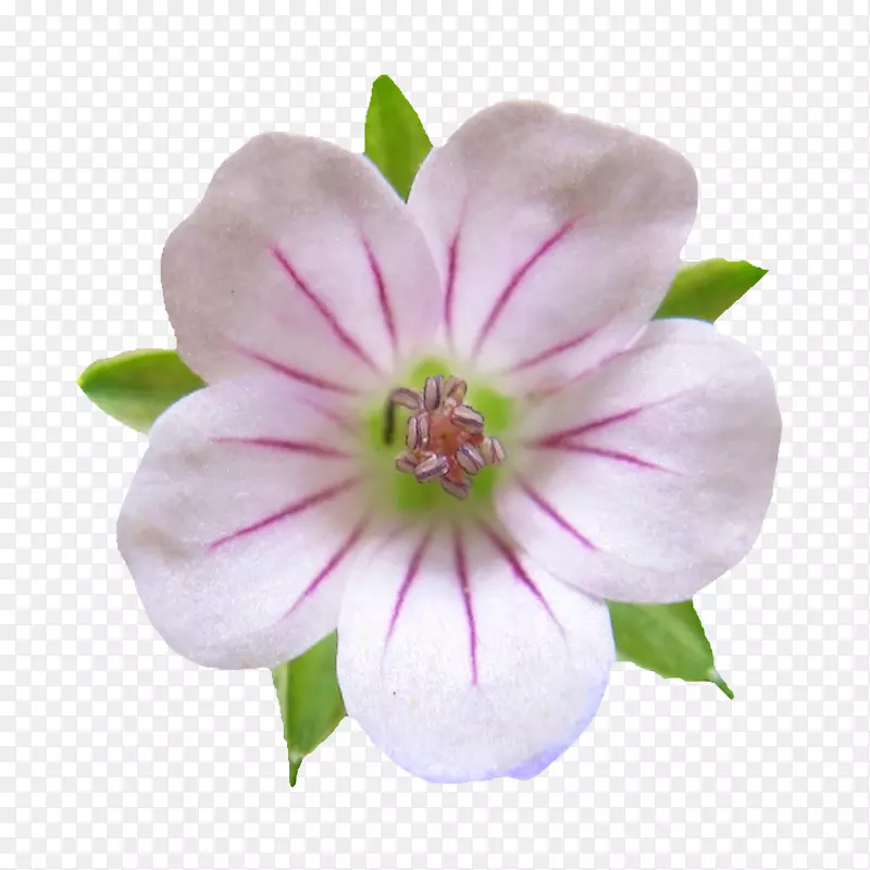 �ʻ����ܱ���Ԫ��-������