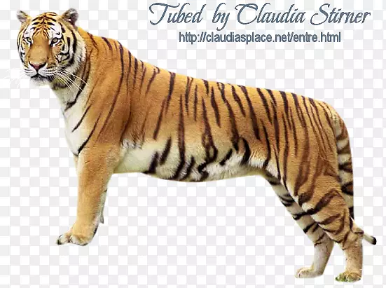 װ��ֲ�ﻨ���ز�-������